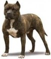 /album/fotky-plemien/americky-pitbulterier-jpg/